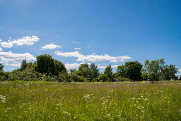 Obraz premium Edge between field and forest