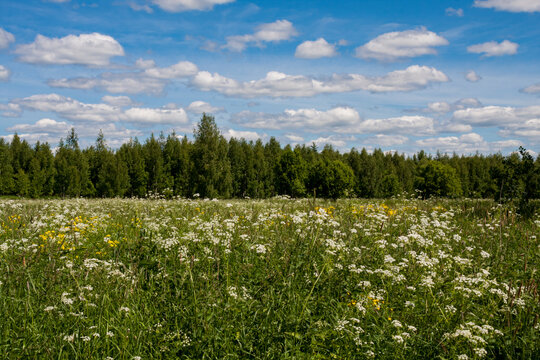 Achillea field plant with white flowers