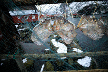 Beautiful landscape. Lofoten Islands. Dried fish close-ups on the background of red houses.
