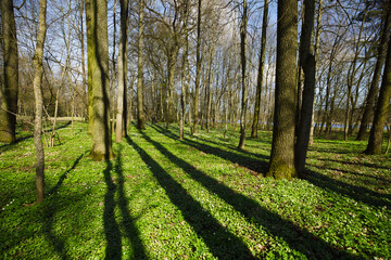 The Nesvizh park. Trees and grass in the rays of the spring sun.