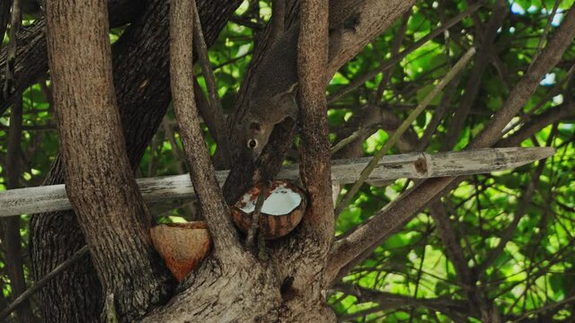 fluffy chipmunk sits on a tree branch and eats coconut