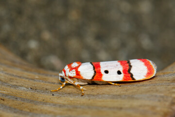 Image of Butterfly Moth (Cyana coccinea) on brown leaves. Insect. Animal.