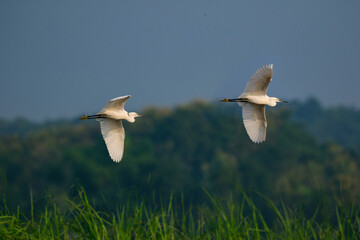 Image of Eastern Cattle egret (Bubulcus coromandus) flying on the natural background. Bird, Wild Animals.