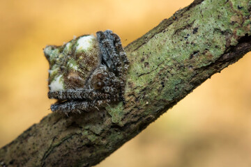 Image of Laglaise's Orb-weaver Spider(Eriovixia laglaizei) on dry branches. Insect. Animal.