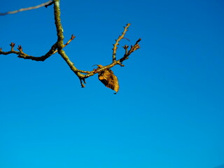 last leaf