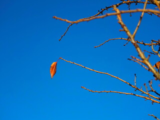 last leaf