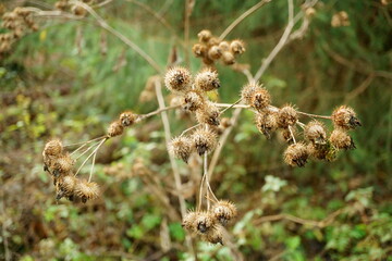 Withered old wild flowers in winter in forest