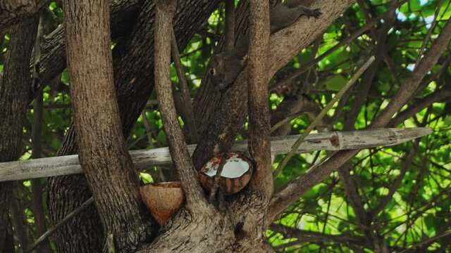 fluffy chipmunk sits on a tree branch and eats coconut