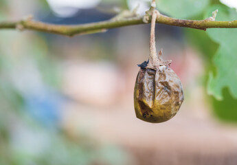Fototapeta premium Rotten eggplant on the tree