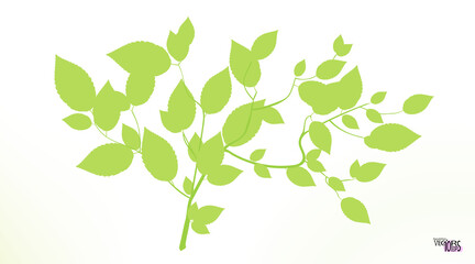 Obraz premium Sprig or twig, spring green foliage of the tree. Green tea ramule. Cherry, birch. Small branch with bright greeny leaves. Fresh nature flat icon. Vector illustration