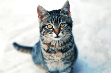 gray cat on the ground