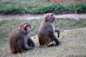 cute monkey lives in a natural forest, Funny monkey 
