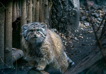 manul