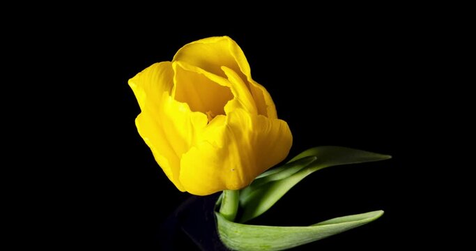 黄色いチューリップの開花タイムラプス