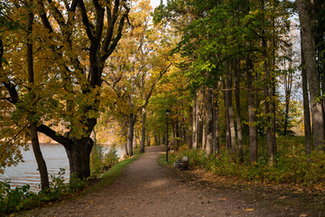 autumn forest trail