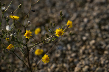 small yellow flowers in summer