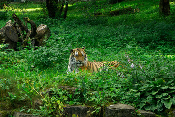 tiger in zoo