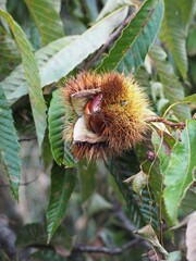 木になった食べ頃の栗の実