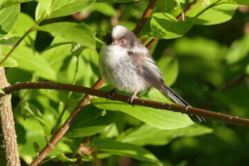 Schwanzmeise Jungvogel