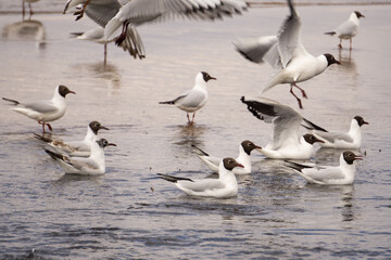 seagulls in the water