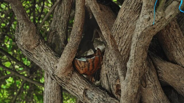 fluffy chipmunk sits on a tree branch and eats coconut