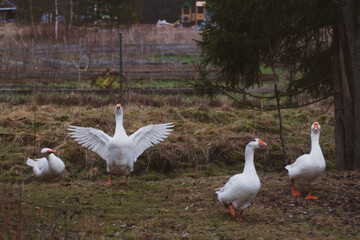 4 white geese