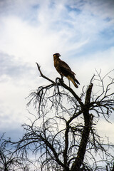 viajar por el mundo- travel the world
