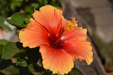 flowers on the roof