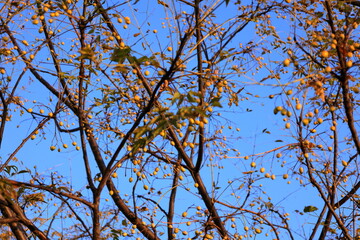 伊丹　兵庫　日本