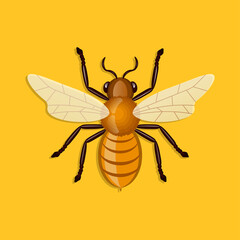 Vector honey bee illustration.I deal for logo, icon, label, packaging design.