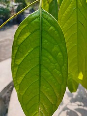 A Close-up of Green Leaf
