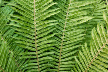 Floral background. Bright green fern foliage close-up. Image for lifestyle blog, poster, social media or interior. Horizontal. Concept beauty of nature. Side view