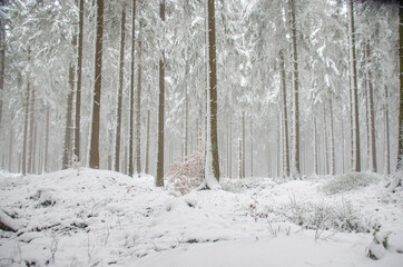 Wald mit Schnee
