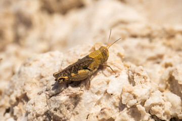 grasshopper on stone