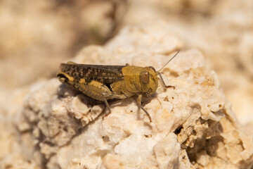 close up of a grasshopper