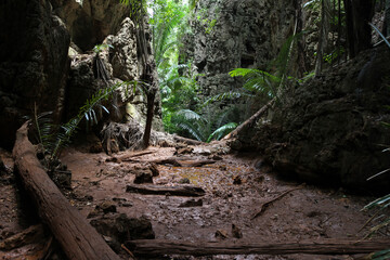 Tropical forrest on Phi Phi island, Thailand