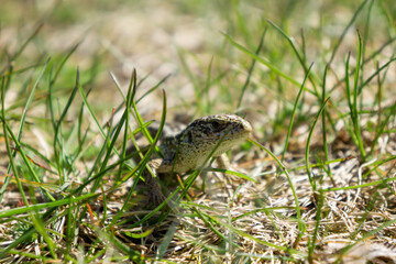 lizard in grass
