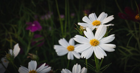 Close up white flowers on blur nature background