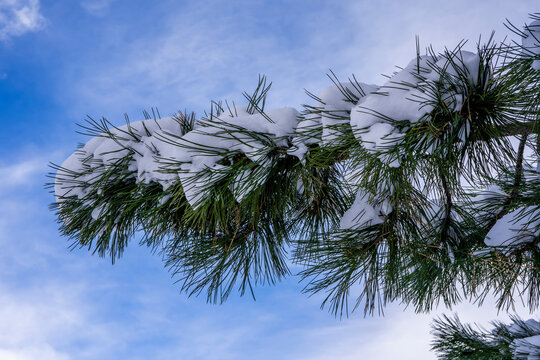 Pine branches in the snow against the blue sky on a winter day. High quality photo