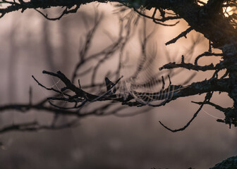 Fototapeta na wymiar fine cobwebs between tree branches, misty bog landscape with swamp pines and traditional bog vegetation, blurred background, fog in bog, twilight twilight