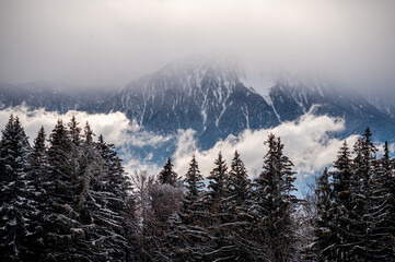 Pine tree in snow. Winter landscape of tranquil scene. Les Pleiades, Switzerland.