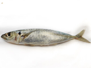 Fresh Round Scad Fish Isolated on White Background.Selective Focus.