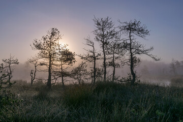 Fototapeta na wymiar misty mire landscape with swamp pines and traditional mire vegetation, fuzzy background, fog in bog, twilight