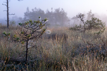 misty mire landscape with swamp pines and traditional mire vegetation, fuzzy background, fog in...