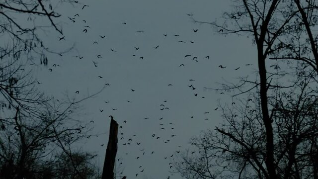 A flock of birds flies over the forest.