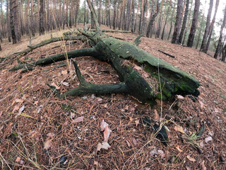 Forest near Kiev at winter