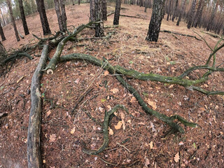 Forest near Kiev at winter