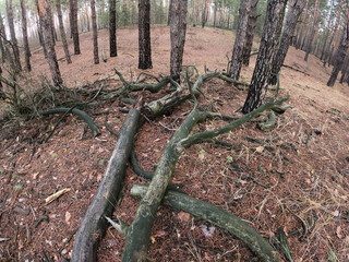 Forest near Kiev at winter