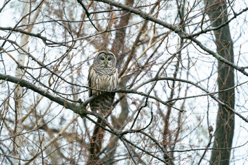 Barred Owl perched looking for its next meal