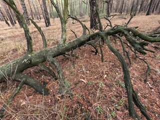 Forest near Kiev at winter